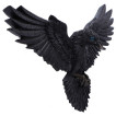Décoration murale Corbeau ailes déployées (35cm)