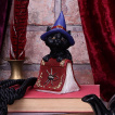 Figurine chat noir sorcier sur grimoire araigne (12.7cm) - Nemesis Now